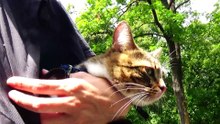 Cute Cat Goes on a Walk in Nature (2)