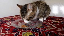 Lets Feed the Hungry Little Cat (4)