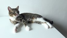 Cute Cat Hygiene on the Table (3)