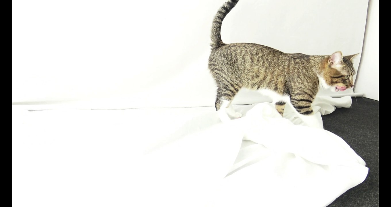Sweet Red Nosed Cat (1)