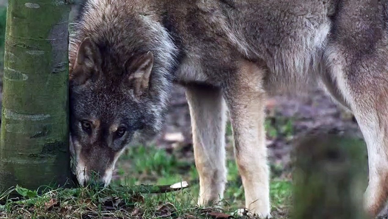 Wolf