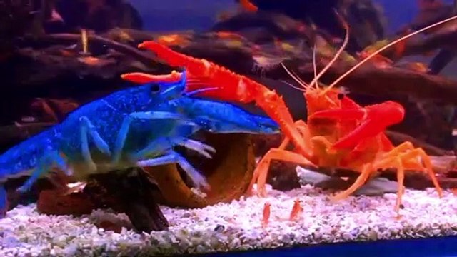 Various Kinds of Ornamental Lobster