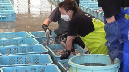 Los pescadores de Fukushima y su larga lucha para volver a la normalidad