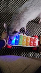 Pig Plays Songs on Xylophone Toy
