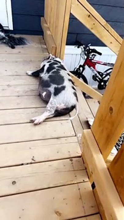 Sleeping Piggy Slides Off Stair