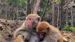 #fyp  Button Eyeball Mother and Child#monkey#cute#pet#animal#fyp