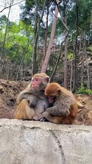 #fyp  Button Eyeball Mother and Child#monkey#cute#pet#animal#fyp