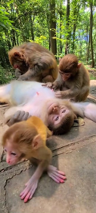 #fyp  #monkey#cute#pet#animal#fyp