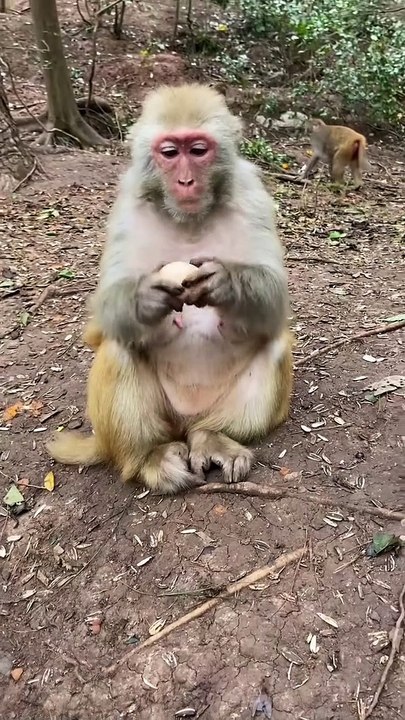 #fyp  Can't bite the egg and throw it directly#monkey#animalworld#pet#fyp