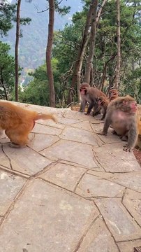 #fyp A day of fighting or not#monkey#cute#pet#animal#fyp