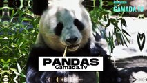Pandas: A symbol of the protection of endangered nature