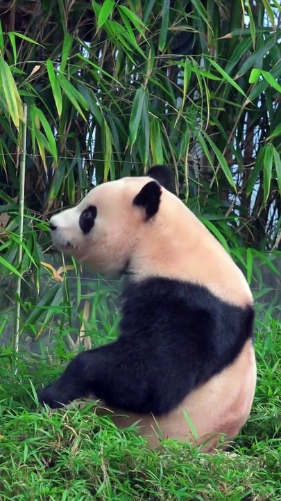 Panda Fu BaoPanda Eat And Roll 