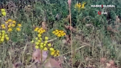 Yavru tilki şaşırttı: Yılanın zehrine aldırmadı boyundan büyük işe kalkıştı, tam 2 metre...