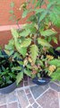 plantas en macetas jardin en el patio hortalizas arboles de chile aji guindillas pepper verduras