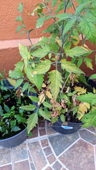 plantas en macetas jardin en el patio hortalizas arboles de chile aji guindillas pepper verduras