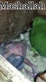 Parrot amazing video with baby subscribe my channel