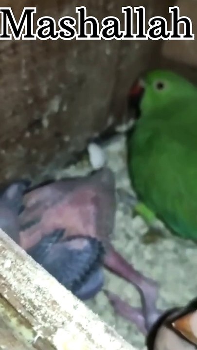 Parrot amazing video with baby subscribe my channel