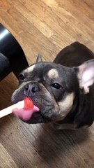Frenchie Gets Treat Snuck on Nose