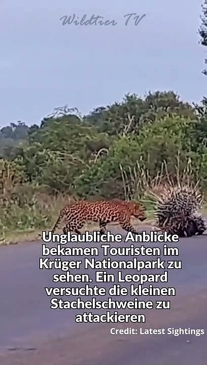 Leopard Attackiert Stachelschweine #shorts