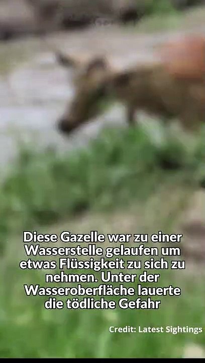 Riesen Krokodi Attackiert Gazelle