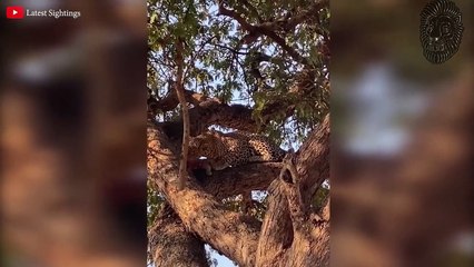 DIE SCHOCKIERENDSTEN TIERKÄMPFE - AUF KAMERA FESTGEHALTEN