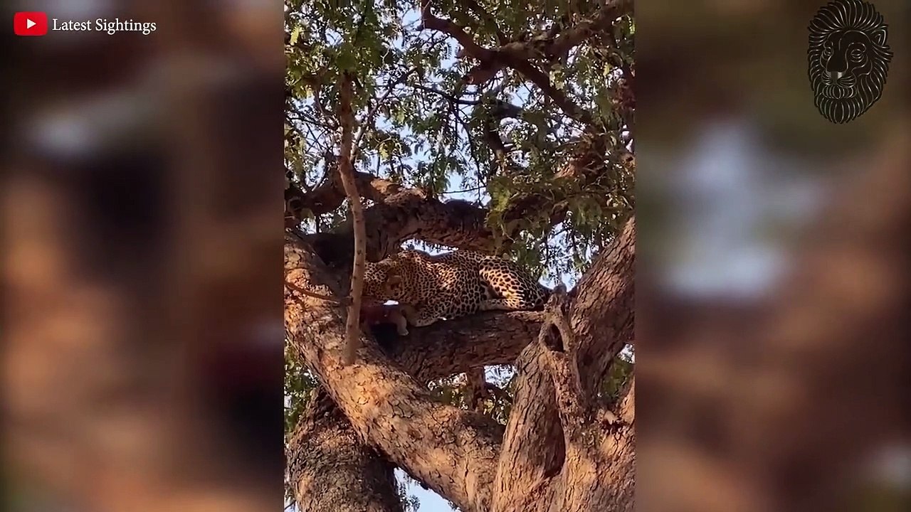 DIE SCHOCKIERENDSTEN TIERKÄMPFE - AUF KAMERA FESTGEHALTEN