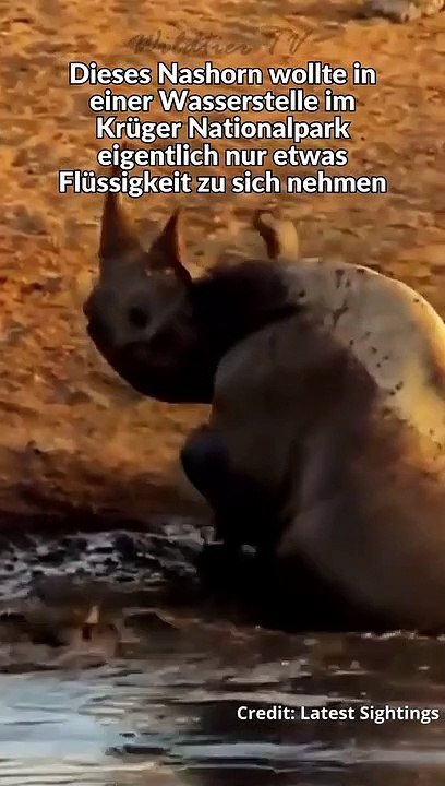 3 Löwen Attackieren Nashorn an Wasserstelle