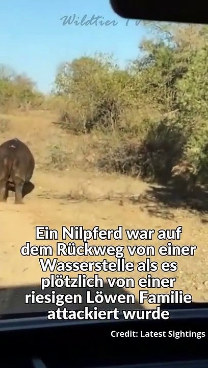 19 Löwen Attackieren Riesen Nilpferd und erlegen es