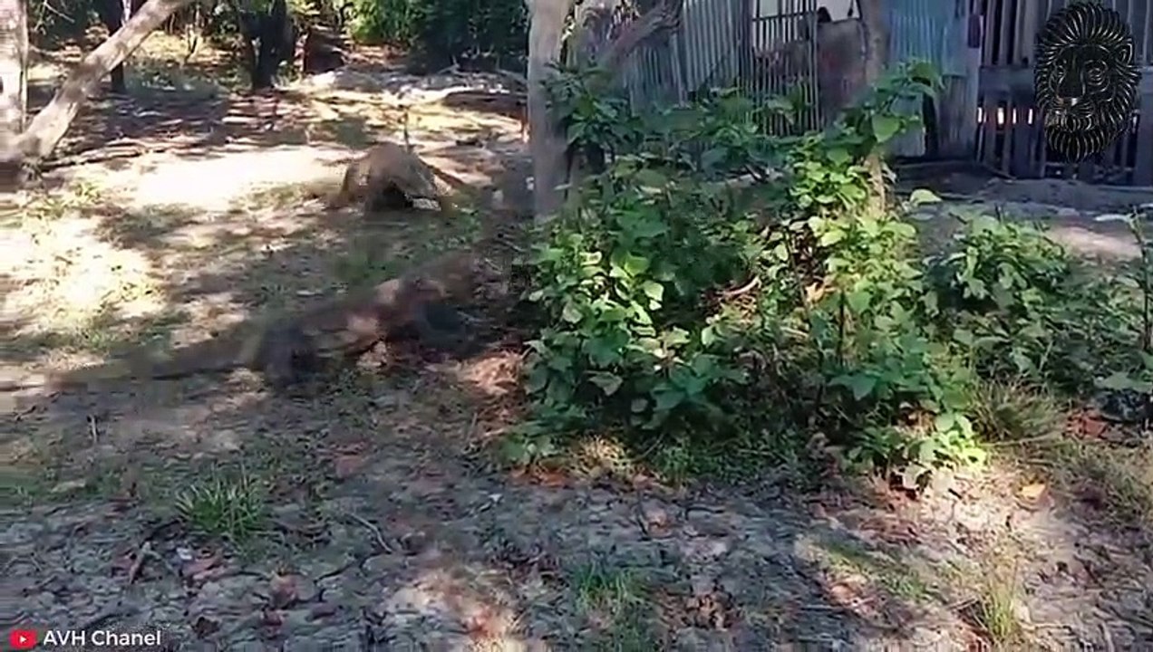 20 Mal, zeigten Komodowarane & Echsen Unglaubliche Angriffe auf Wildtiere!