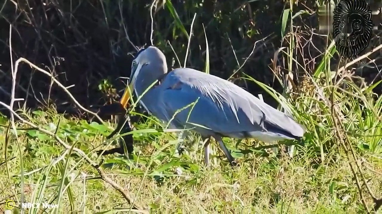 OMG! 20 Brutale Angriffe von Vögeln auf Andere Wildtiere!