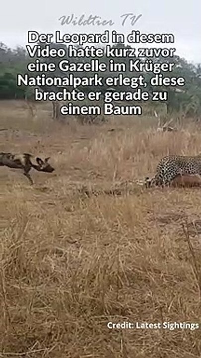 Wildhunde Attackieren Leopard um Beute zu sichern