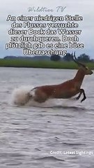 Riesen Krokodil Jagd Bock im Wasser