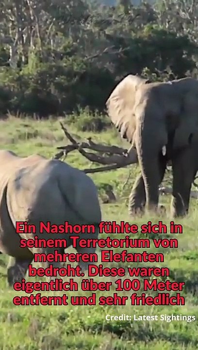 Riesen Nashorn versucht Elefant zu attackieren