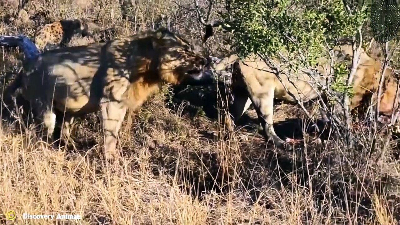 30 Brutale Momente, in denen Hyänen Ihre Gegner Bei lebendigen Leibe Fraßen!