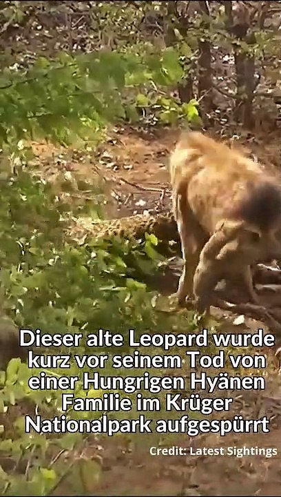 Hyännen versuchen Leopard lebedig zu fressen