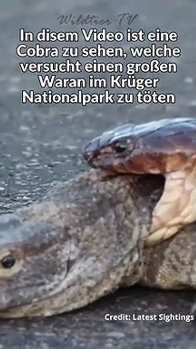 Riesen Cobra attackiert Waran