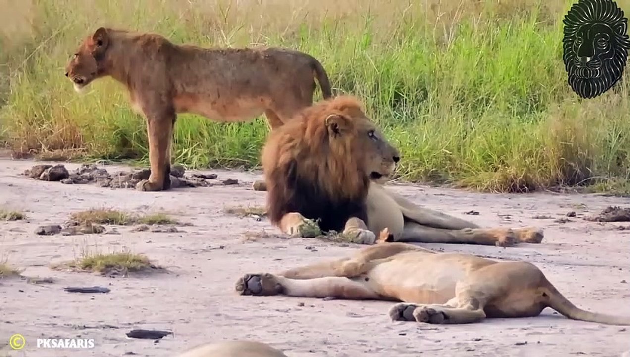 30 Verrückte Momente, in denen Löwen Ihre Gegner Brutal Attackierten!