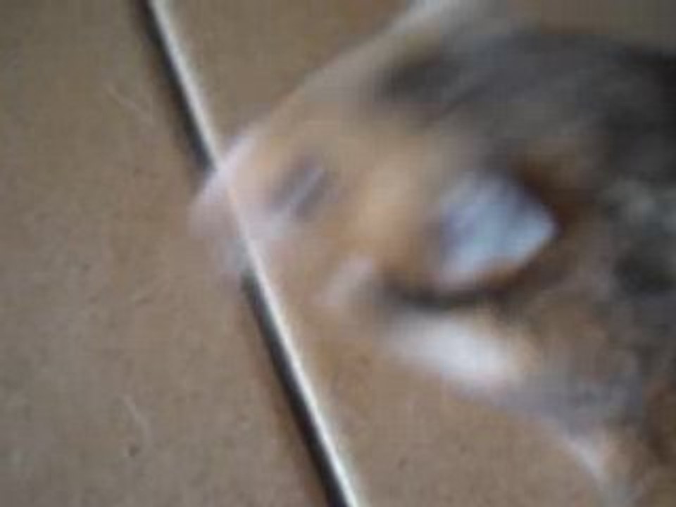 hamster