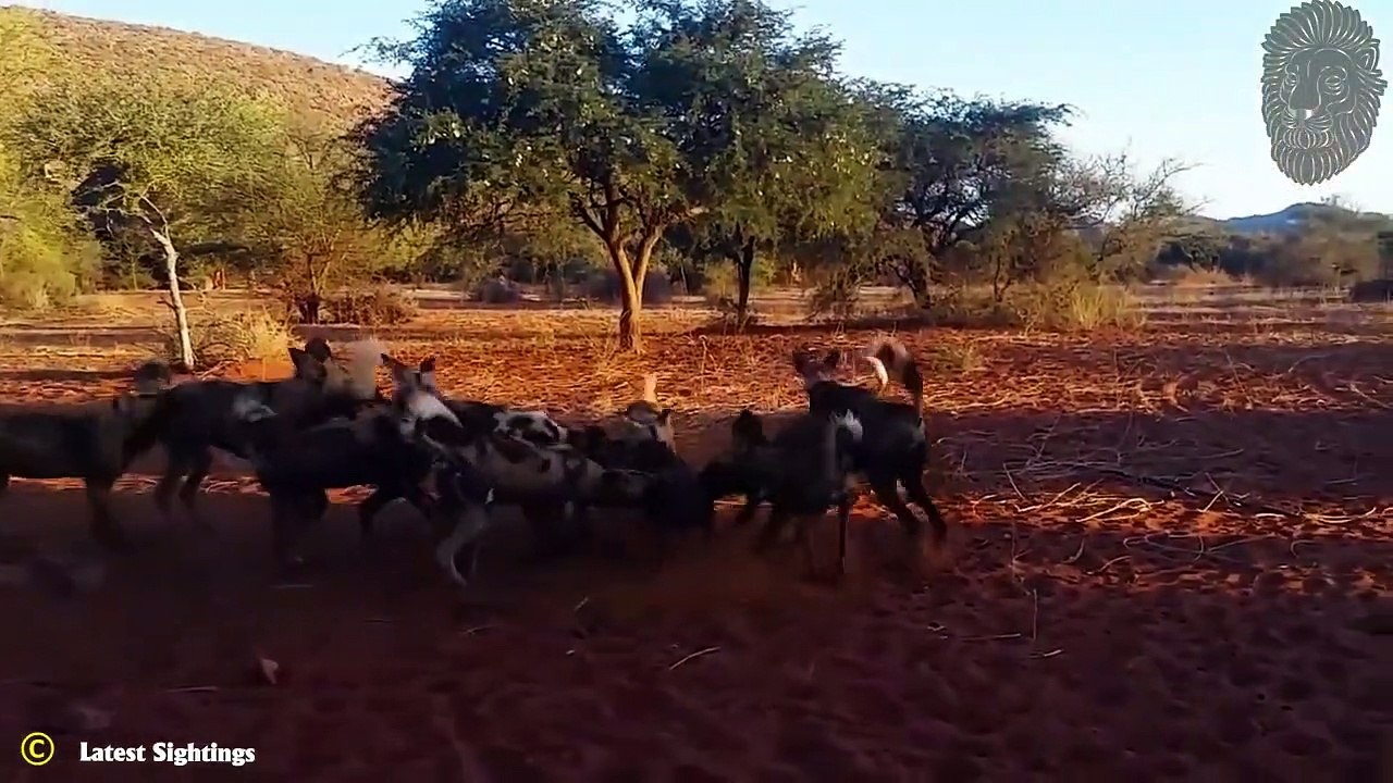 30 Verrückte Momente, in denen Wildhunde Ihre Gegner Brutal Attackierten!
