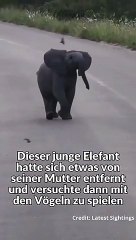 Baby Elefant spielt mit Vögeln im Nationalpark