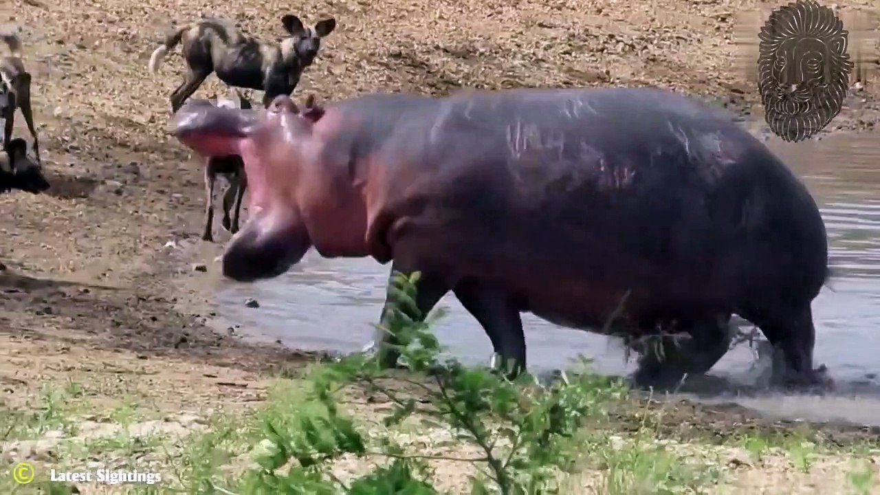 20 BRUTALE NILPFERD ANGRIFFE -  AUF KAMERA FESTGEHALTEN