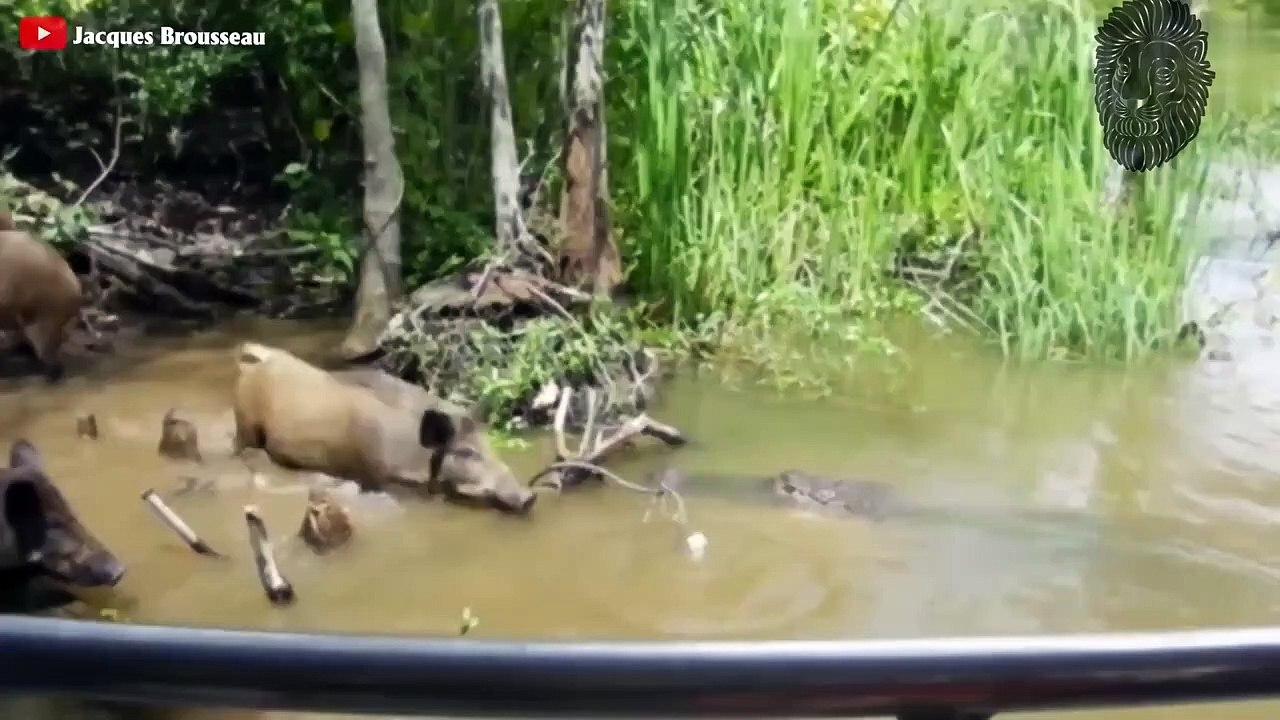 Diese Tiere Haben Sich Mit Dem Falschen Krokodil Angelegt!