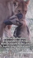 Wildhund stellt sich Tod und flüchtet vor Löwin
