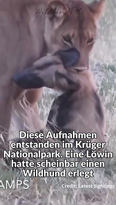 Wildhund stellt sich Tod und flüchtet vor Löwin