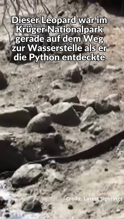 Monster Python wird von Leopard attackiert und Gefressen