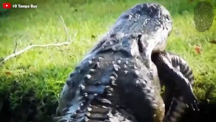 20 SCHOCKIERENDE TIERKÄMPFE - AUF KAMERA FESTGEHALTEN