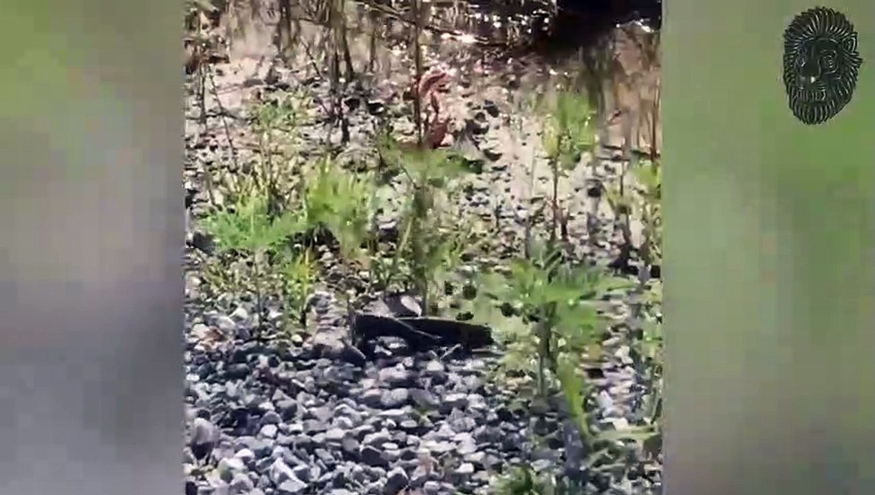 30 Unglaubliche Momente mit Tieren, die auf Kamera gefangen wurden