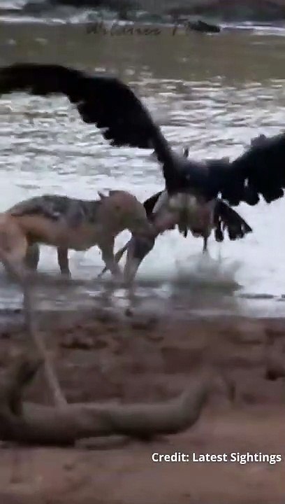 Jackal Frisst Storch Lebendig auf