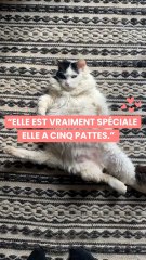 Lulu est une chatte a 5 pattes 