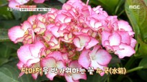 [HOT] Flower of Summer! Garden full of hydrangeas, 생방송 오늘 저녁 230614